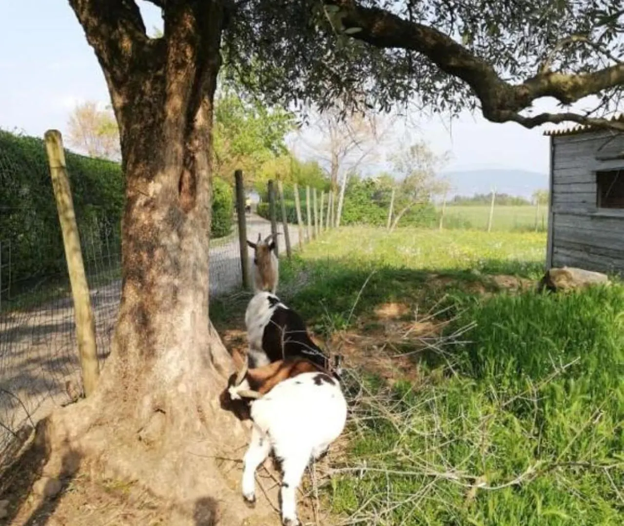Bed and Breakfast Dolce Lago B&B San Felice del Benaco Ιταλία
