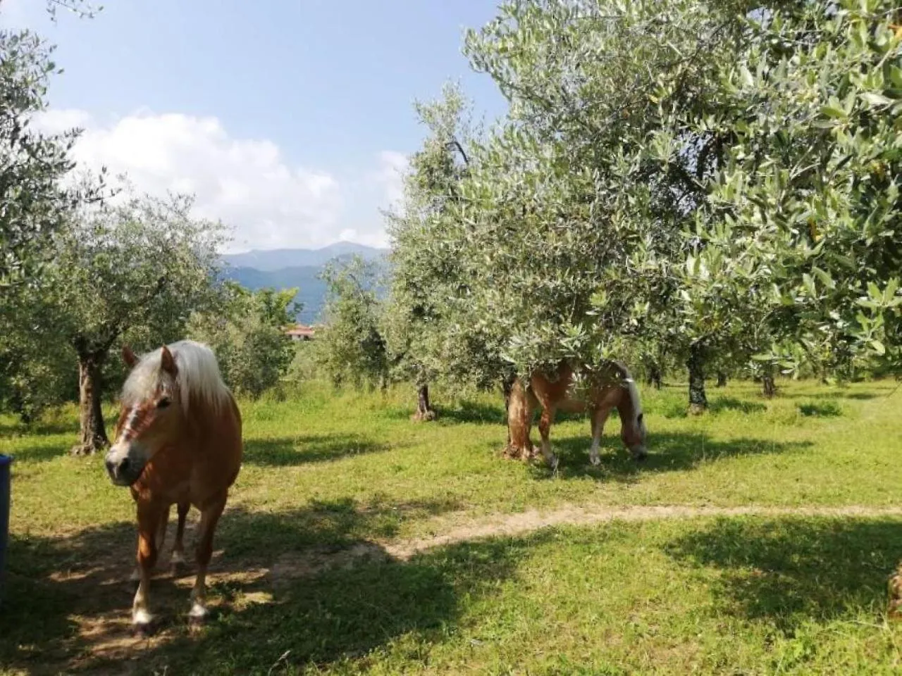 Bed and Breakfast Dolce Lago B&B San Felice del Benaco